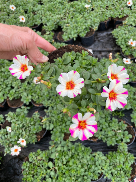 Portulaka zwisająca biało-purpurowa