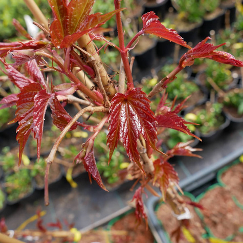 Winobluszcz trójklapowy Veitchii