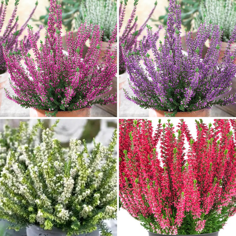 Kolorowe wrzosy pączkowe 4 sztuki