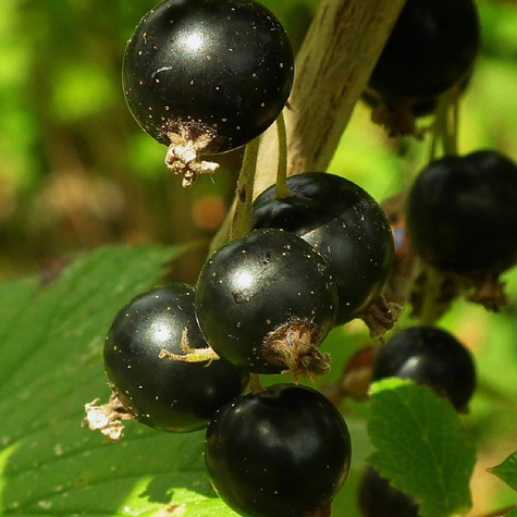 Porzeczka czarna Wernisaż w doniczce (C4)