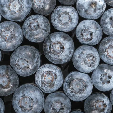 Borówka amerykańska Zestaw 2 plennych odmian na balkony i tarasy