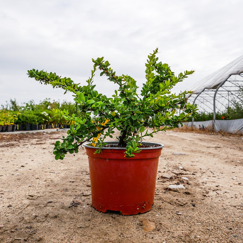 Berberys thunberga Green Carpet (P9)