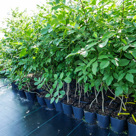 Jesion pensylwański (C2)