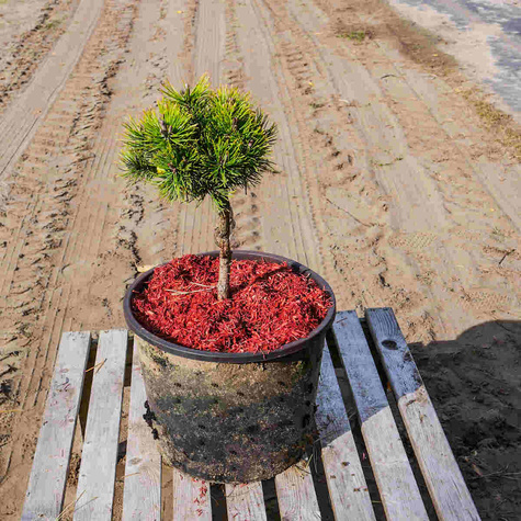 Sosna górska kosodrzewina Ophir
