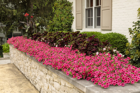 Surfinia Supertunia Vista Paradise samoczyszcząca Sadzonka NOWOŚĆ
