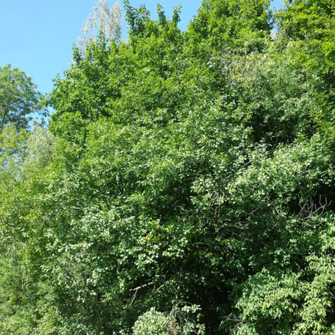 Kruszyna MIODODAJNA (C2)