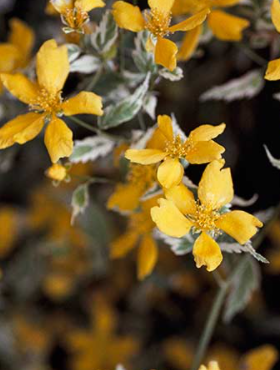 Złotlin japoński Variegata Cultivar