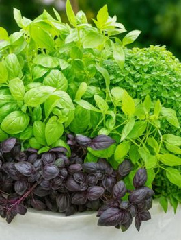 Bazylia mieszanka 0,5g