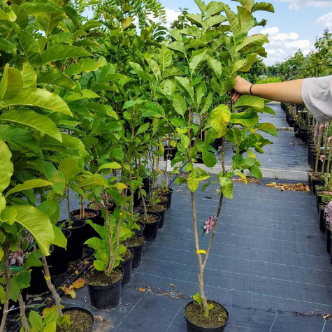 Magnolia Soulange'a Pinkie (P9)