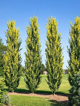 Wiąz Holenderski Wredei NP