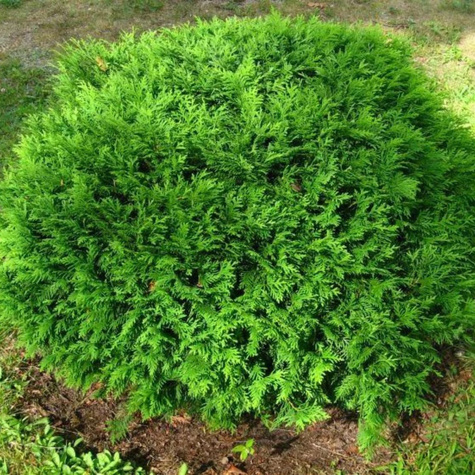 Thuja Tuja Żywotnik zachodni Hoserii kuleczka (C2)