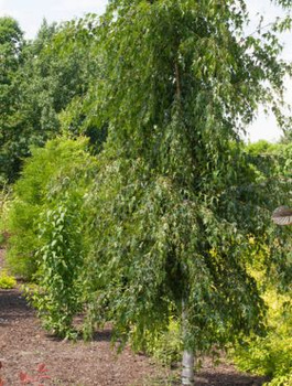 Brzoza brodawkowata Dalecarlica (C2)