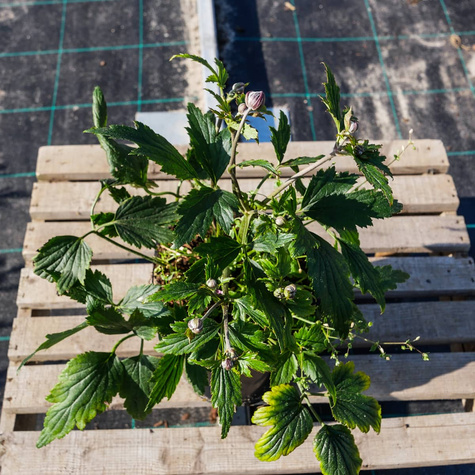 Zawilec japoński Wirbelwind