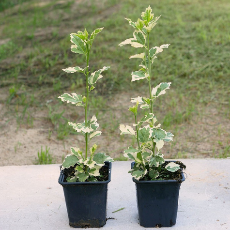 Ketmia syryjska Purpureus Variegatus (P9)