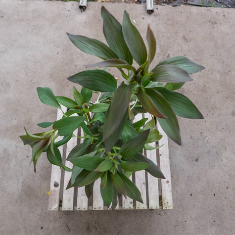 Alstremeria ogrodowa Indian Summer (C2)