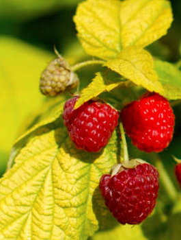 Malina Groovy żółte liście w doniczce Rubus idaeus