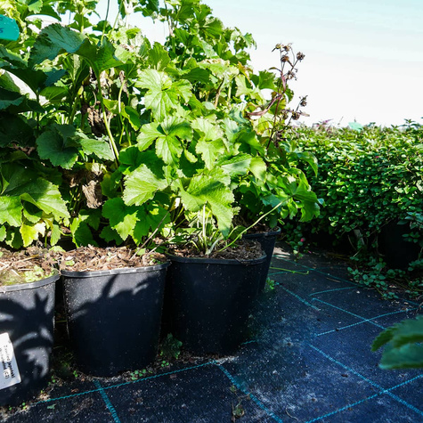 Zawilec japoński Wirbelwind