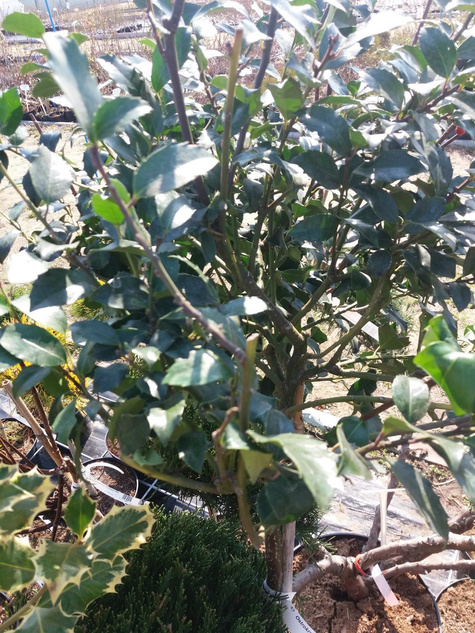 Ostrokrzew - szczepiony na pniu