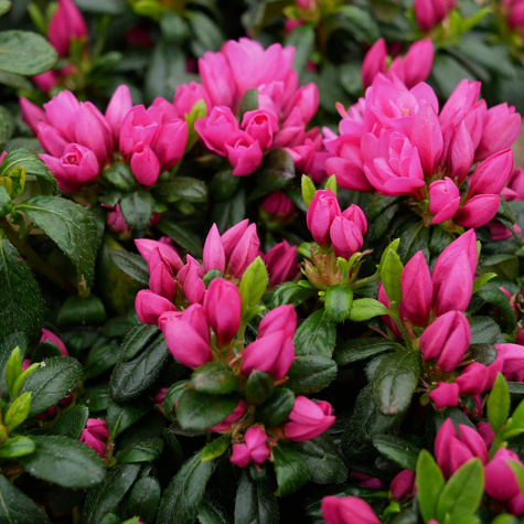 Azalia japońska Melina różowa (C2)