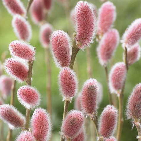 Wierzba wiotka mt aso (P9)