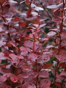 Berberys thunberga Red Pillar (C1.7)