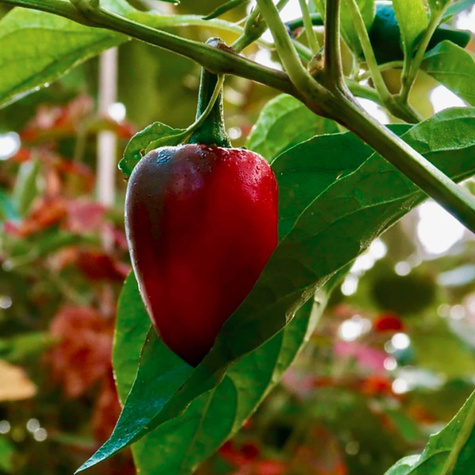 Papryka Mercedes Bio pod osłony 0,5g