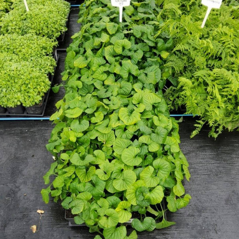 Fiołek motylkowaty Albiflora (C2)