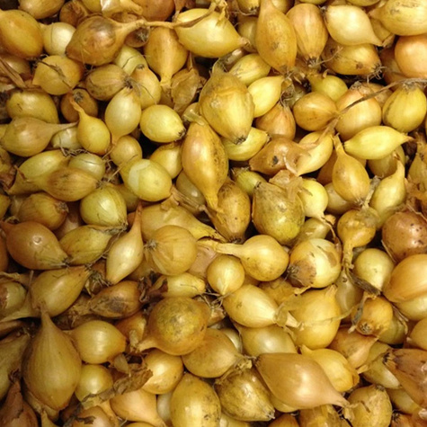 Cebula dymka żółta 0,25kg (STURON)