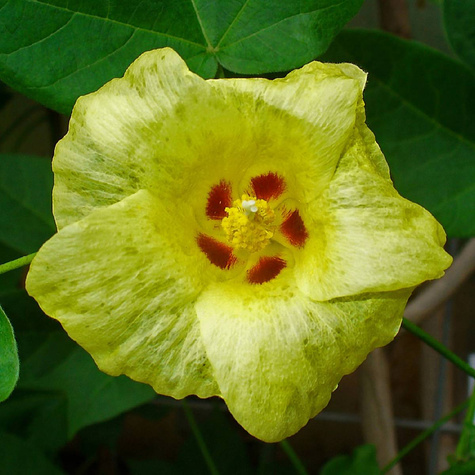 Bawełna indyjska Gossypium herbaceum 5szt nasion