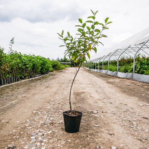 Oliwnik baldaszkowy Miododajny (C2)