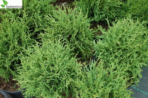 Thuja Tuja Żywotnik zachodni Little Dorrit kulka (C2)