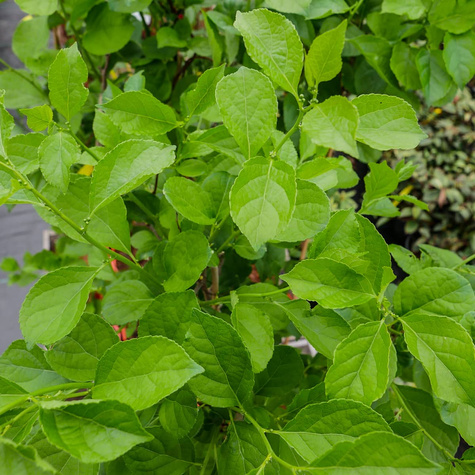 Dławisz okrągłolistny żeński Diana