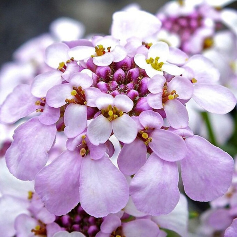 Ubiorek wiecznie zielony Pink Ice (C2)