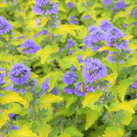 Barbula klandońska Hint of Gold (C2)