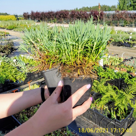 Goździk Siny Amarant (C2)