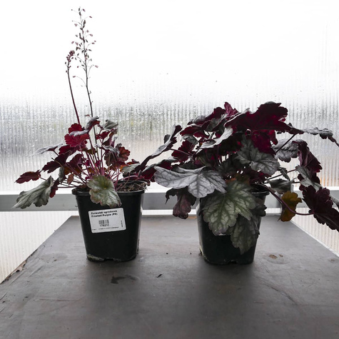 Żurawka ogrodowa Frosted Purple (C2)