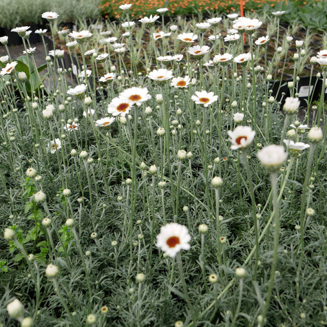 Stokrotka marokańska Casablanca (C2)