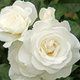 Róża rabatowa BIAŁA