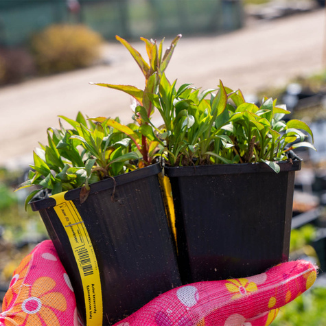 Aster krzaczasty Schneekissen biały (C2)