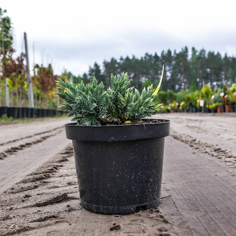 Jałowiec łuskowaty Floreant