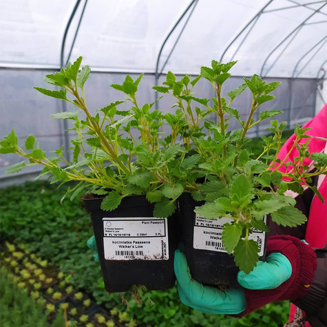 Kocimiętka Faassena Walker's Low (C2)