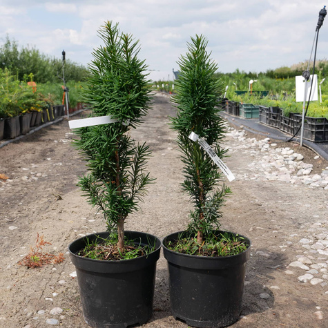 Cis pospolity Fastrigiata Robusta