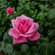 Róża rabatowa Różowa