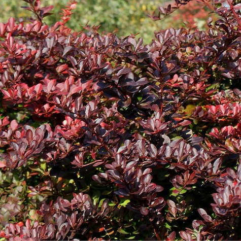 Berberys thunberga Carmen (P9)