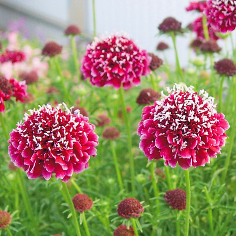 Driakiew gołębia Barroca (C2)