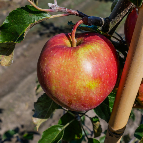 Jabłoń Cosmic Crisp Plant Pack