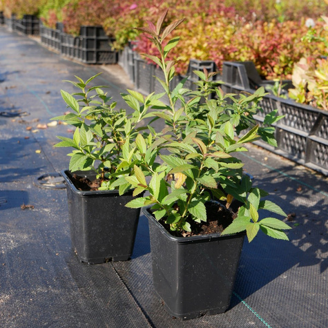 Tawuła japońska Genpei Shirobana dwubarwna (P9)