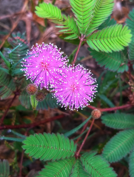 Mimoza wstydliwa czułek wstydliwy Mimosa pudica 0,2 g