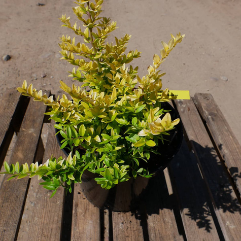 Suchodrzew mirtolistny Golden Glow (C2)