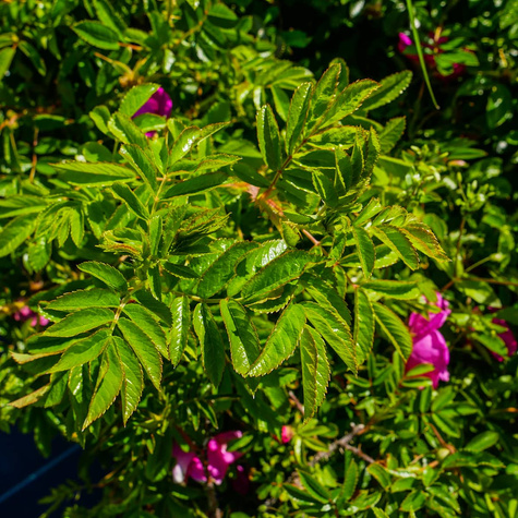 Róża Dart's Defender 'Defender'